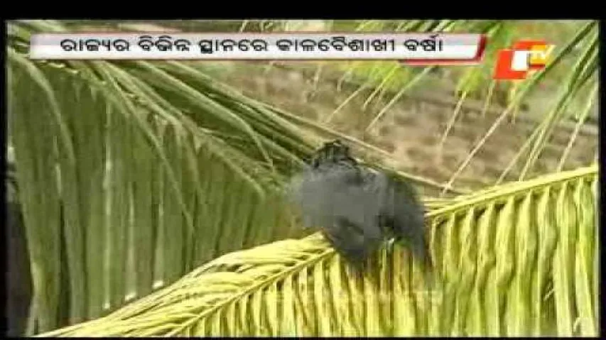 Thunder shower brings down temperature in Odisha