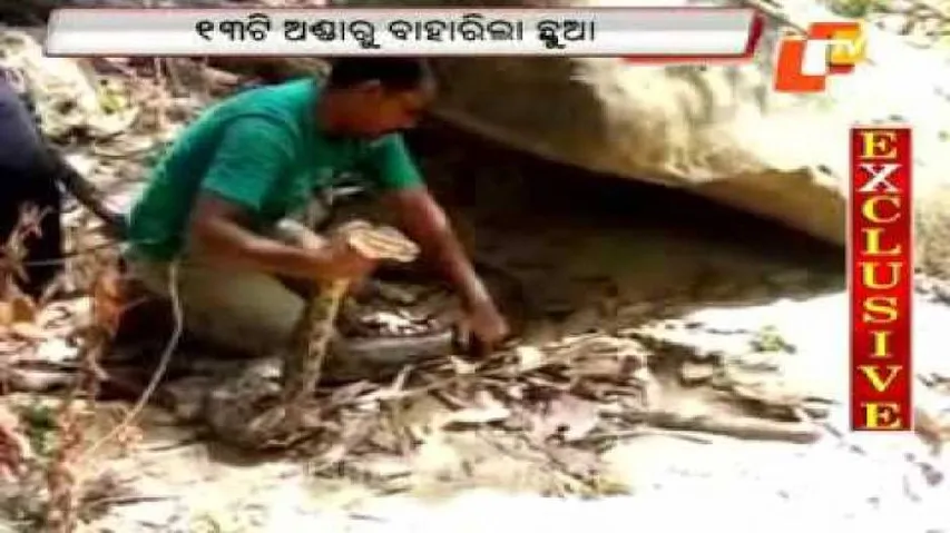Python hatchlings brought out from eggs without incubator