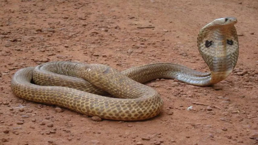 Indian cobra rescued in Kendrapara