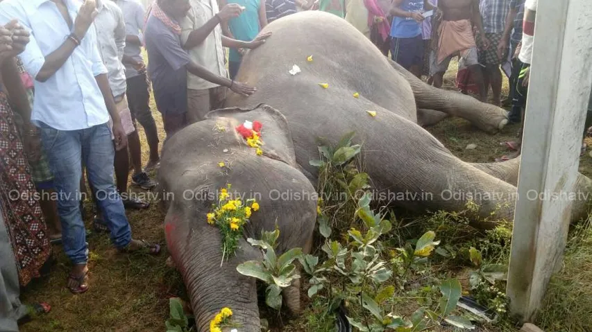 2 jumbos dead in Jharsuguda