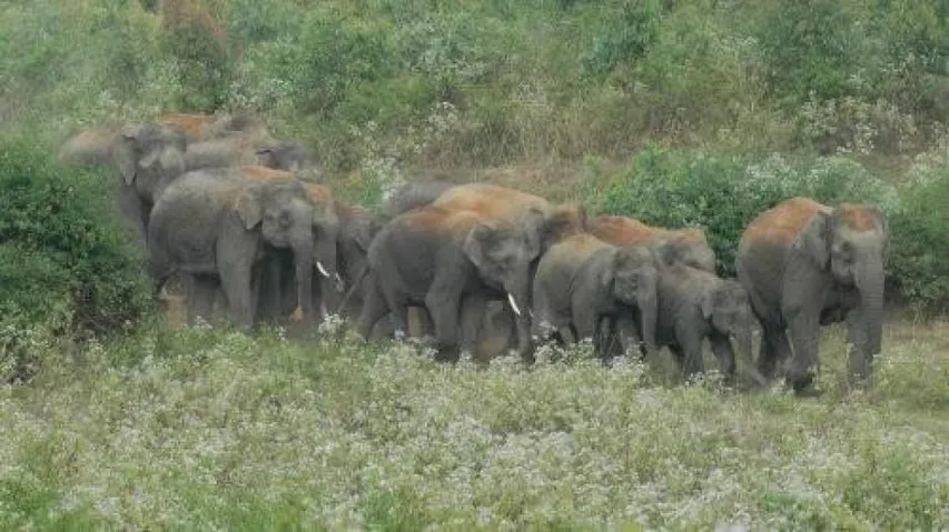 Jumbos on a rampage: Attack villagers in Sundergarh, Keonjhar injuring one