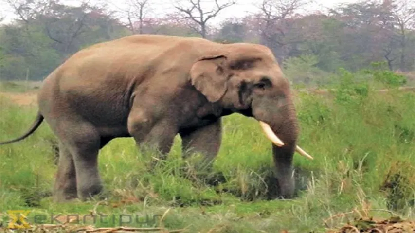 Deadly selfie: Man trampled to death by jumbo while clicking pic