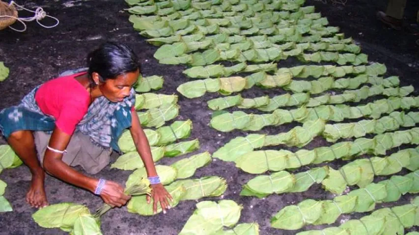 Hailstorm damages kendu leaves: Pluckers in Sundergarh villages suffer loss
