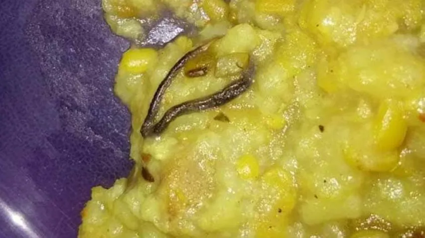 School serves students khichdi with snake in Maharashtra