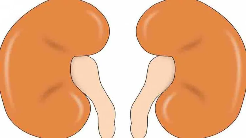 Novel Discovery In Gene Therapy To Treat Kidney Diseases
