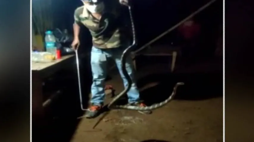 Tribal Couple In Odisha Breaks Window Railings To Save Baby From King Cobra