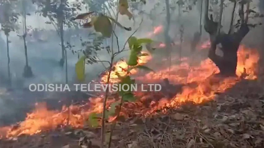 Odisha Forms High-Level Taskforce To Battle Forest Fire