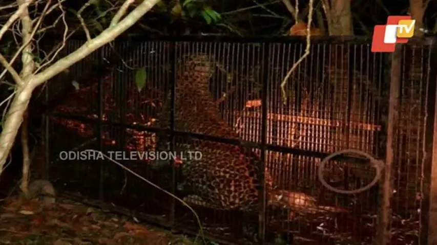 Leopard in city finally captured! Safely released into the wilds
