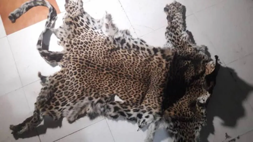 NTCA raps Odisha CWW over rampant leopard skin smuggling in State