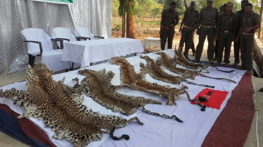 Six leopard skins seized, five arrested