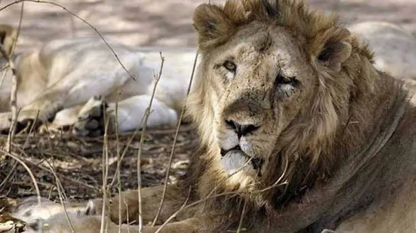 Decayed carcass of lioness found in Gir forest