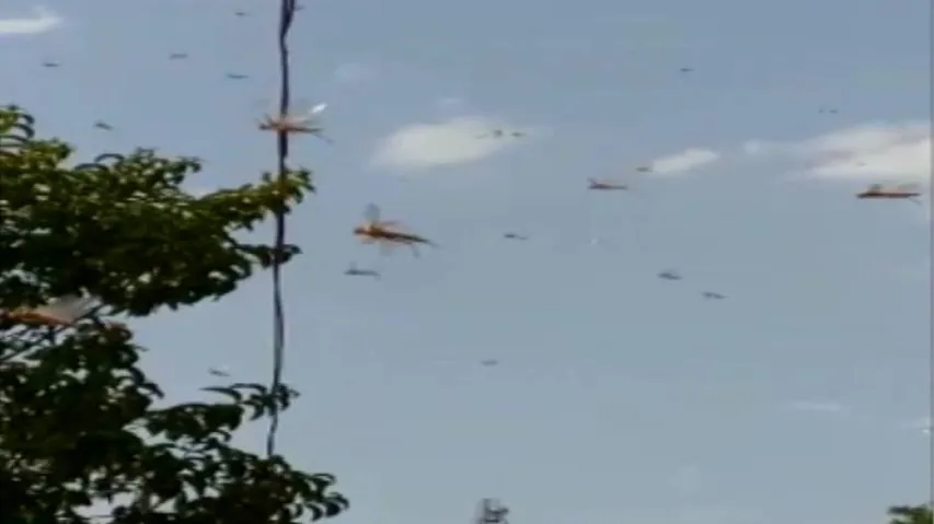 Locust Threat: 'Odisha closely monitoring situation'