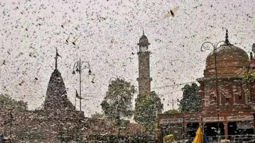 Locust Attack: After Invading UP, Swarms Enter Nepal