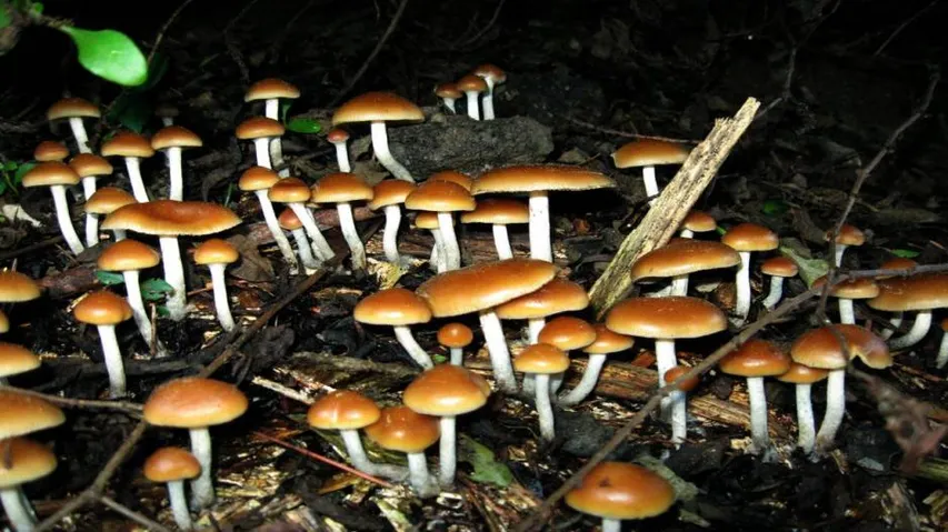 Magic mushrooms may 'reset' depressed brains: Study