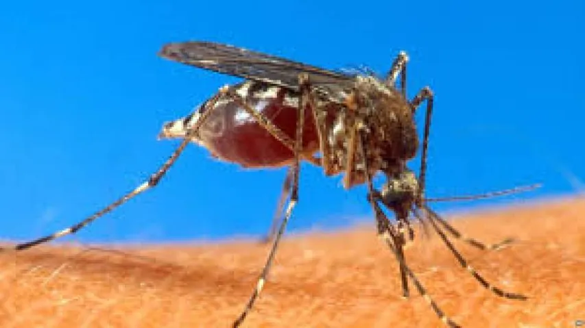 Malaria parasite may stay hidden in bone marrow