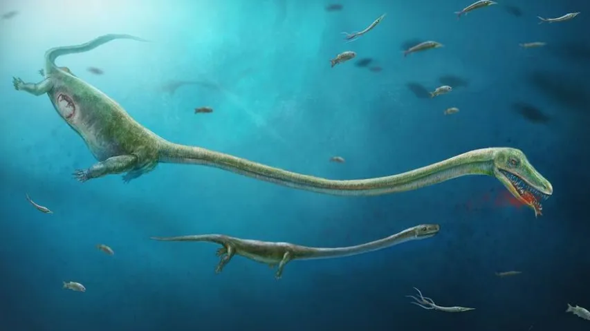 400 million-year-old marine animal fossil found in China