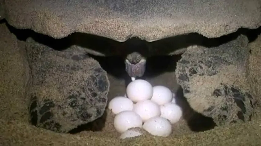 Olive Ridley Turtles Begin Laying Eggs Along Odisha Coast