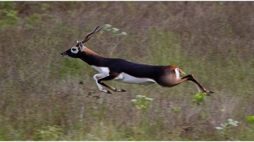 Blackbuck carcass found in Odisha