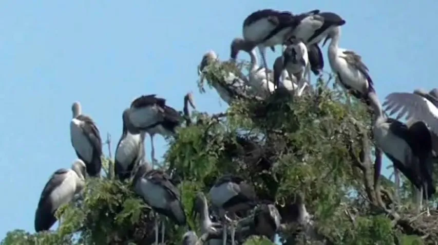 Winged guests find home away from home in this Rayagada village