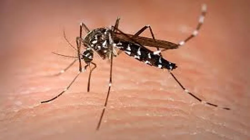Drug-resistant malaria parasite from Myanmar threatens India