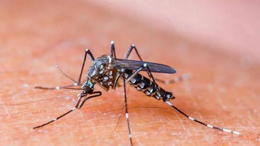 Odisha: Nipping the malaria bug in the bud