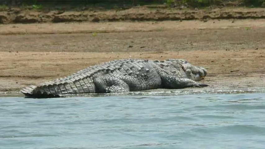 After Big Cats, MP Now Also Turns Into Alligator State