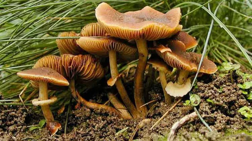 7 taken ill after consuming ‘toxic’ mushroom in Koraput