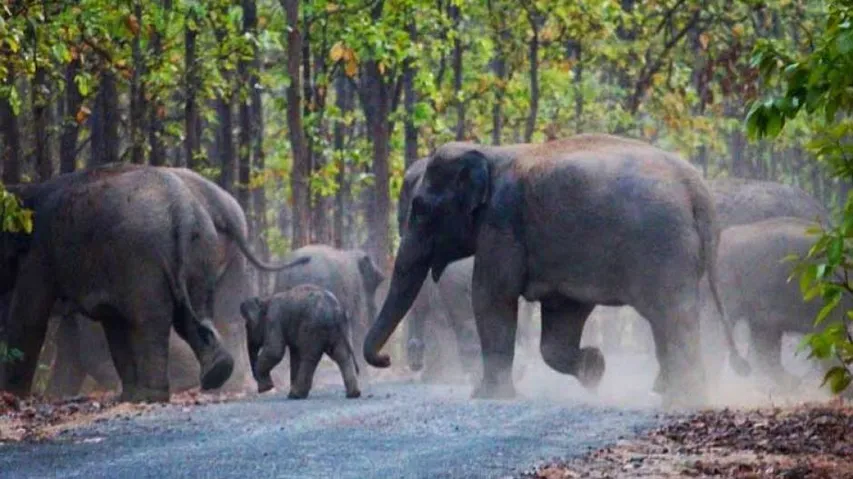 States, UTs Advised To Make Prompt Ex-Gratia Payments To Wildlife Attack Victims