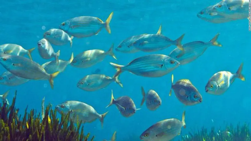 Oxygen level in world's oceans dipping since 1980s: Study