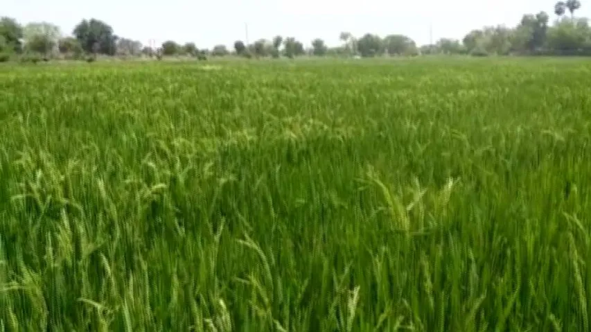 Odisha to be awarded for surplus food grain production