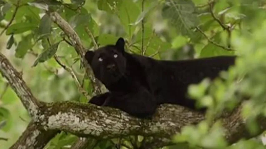 Black Panther Attacks Street Dog In This Viral Video #WATCH