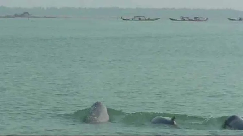 Dolphin census begins in Chilika