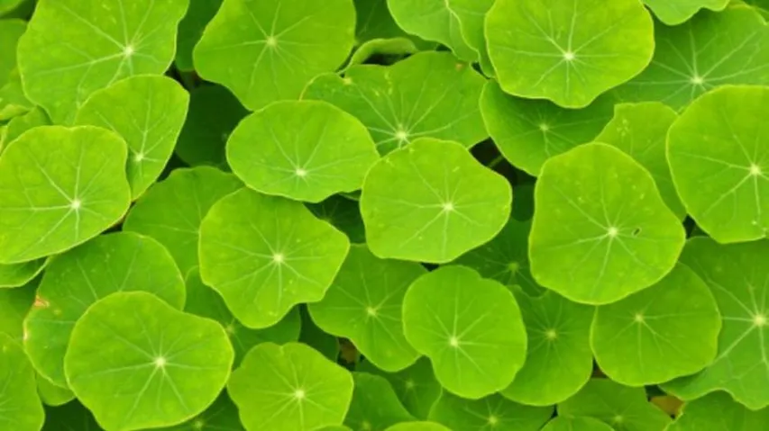 First photosynthesis took place 1.25 billion years ago: Study