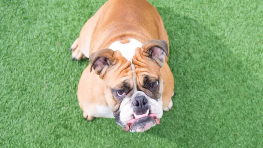 Touchscreen games may boost brain skills of old pooches
