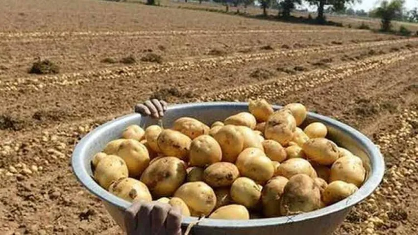 Gujarat government backs potato farmers in PepsiCo case