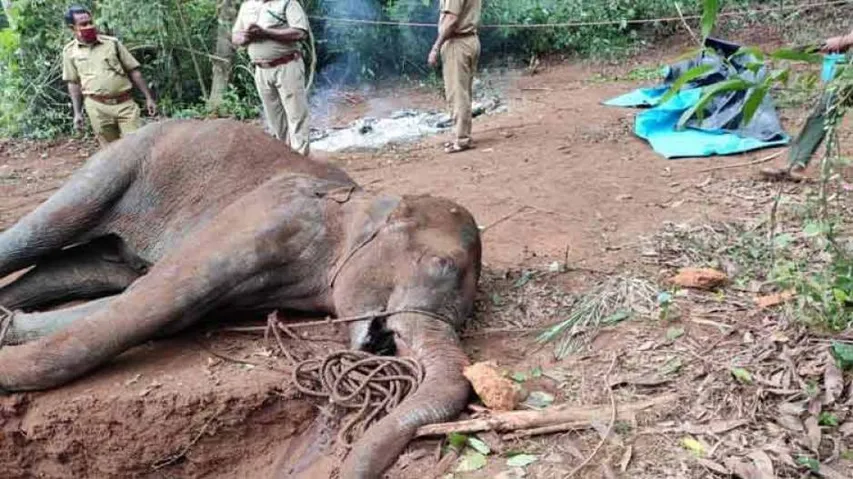 Pregnant Elephant Fed Firecracker-stuffed Pineapple, Dies After Explosion In Mouth