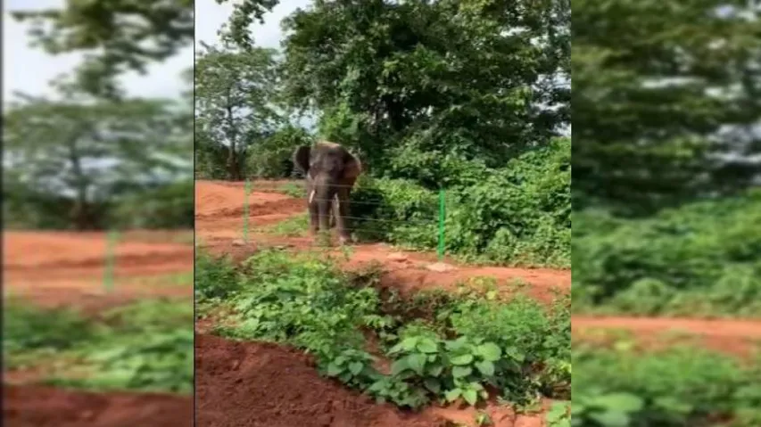 Rakesh, The Jumbo Which Trampled Many To Death, Released From Enclosure