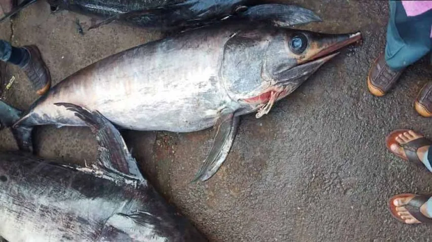 Fishermen Catch Three Rare Fish In Odisha