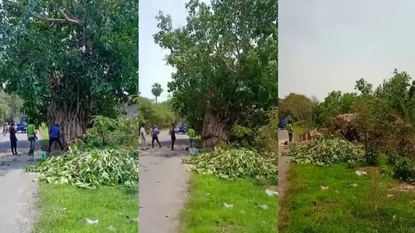 Felling Of A Banyan Tree