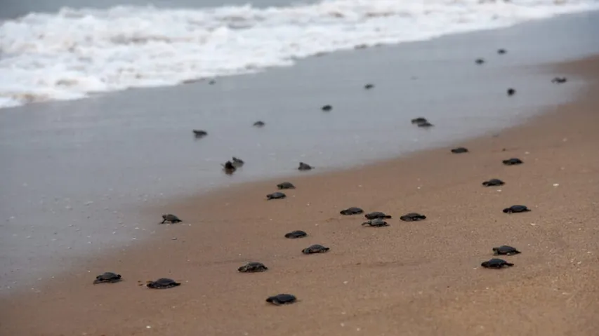 Baby Olive Ridley turtles make their way to sea i