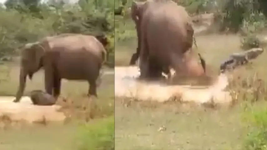 Elephant attacks crocodile to save its calf, croc escapes to save life; watch