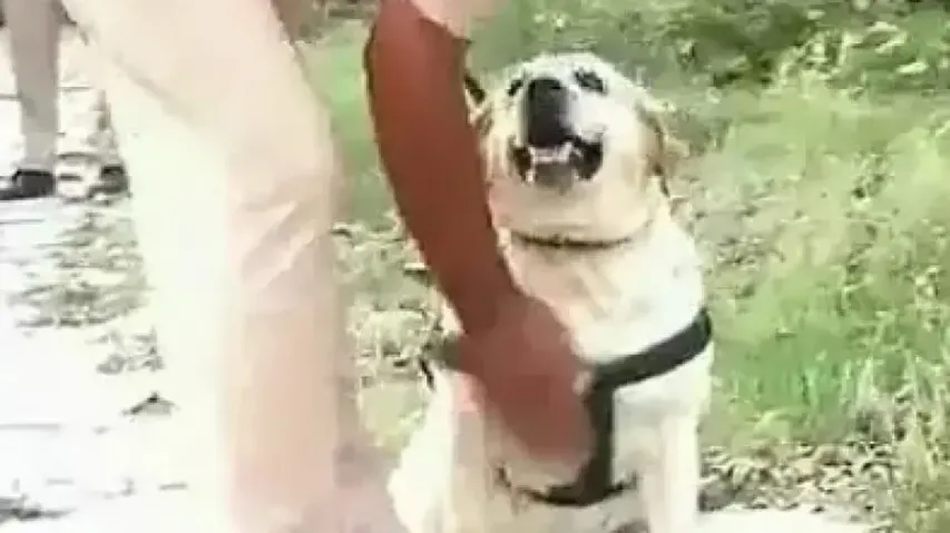 Punjab Police dog beats cancer, back to ensure public safety