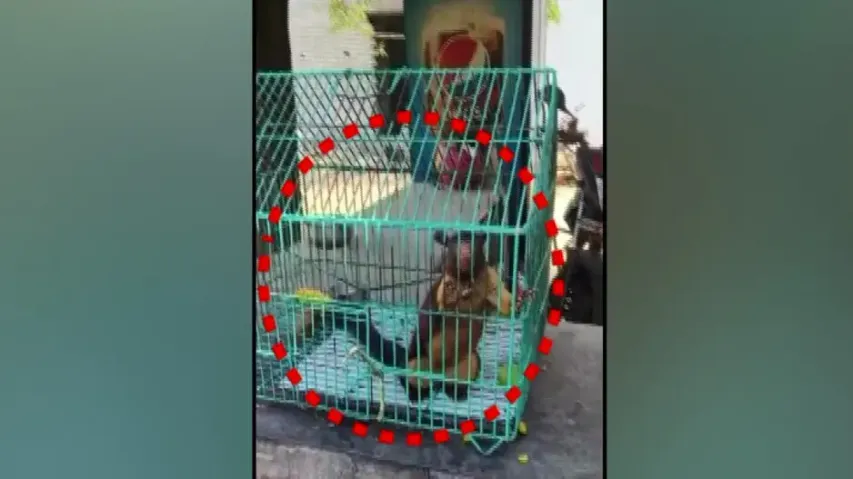 Indian giant squirrel rescued in Gajapati