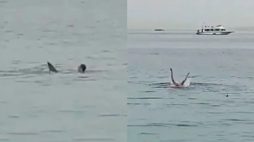 Tiger Shark kills Russian man