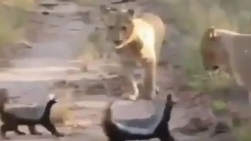 Honey Badgers face off with pride of Lions and Leopard; watch who wins