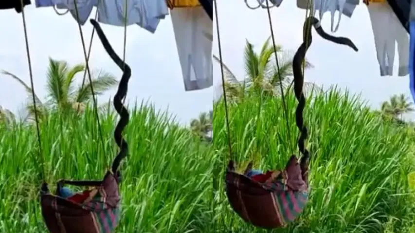 King cobra fights with mongoose, climbs onto baby’s cradle to save itself – Watch bone-chilling vide