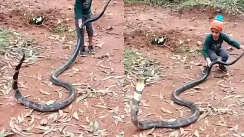 6-year-old boy fearlessly plays with huge king cobra, video leaves internet stunned
