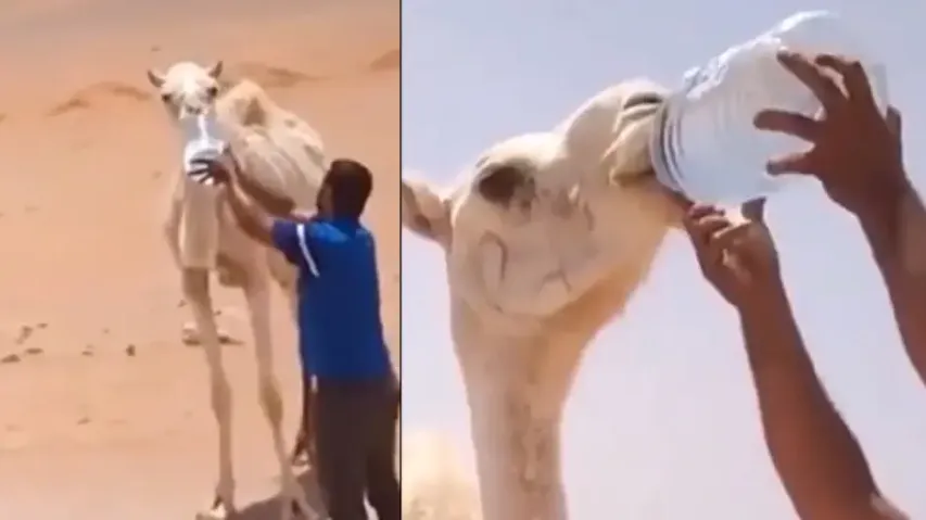Man hand-feeds water to thirsty camel in desert, watch