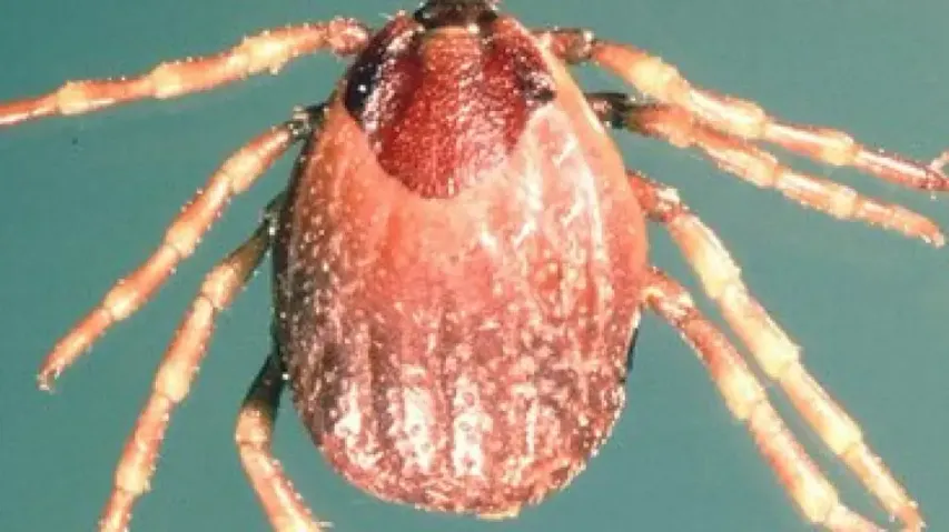 tick-borne ‘deadly virus’ 