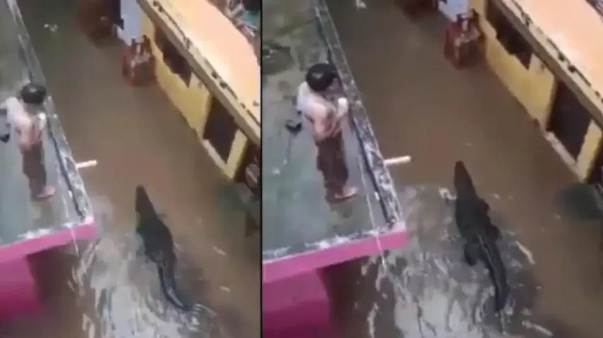Huge Crocodile spotted on waterlogged streets; watch